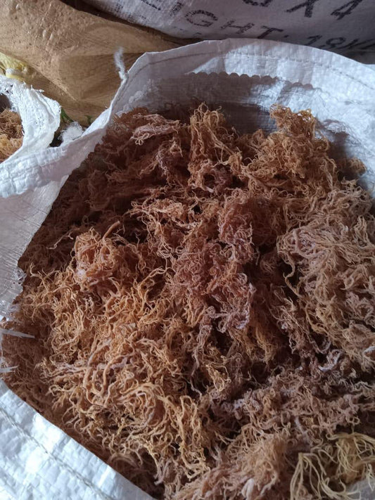 B Grade Full Spectrum St. Lucian Sea Moss — Wholesale Bulk 10lbs