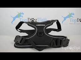 Harnais Rabbitgoo No-Pull